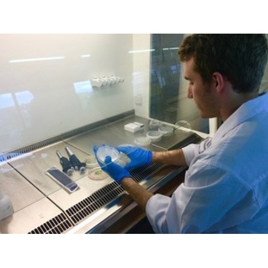MicroSynbiotiX - микроводораслите се превръщат в умно средство за доставка на терапевтични медикаменти за борба с болестите в аквакултурата