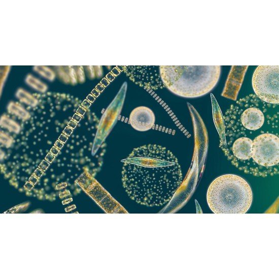 Пилотен иновативен проект на компанията Swedish Algae Factory доказва, че силициевият диоксид, получен от водорасли, е още едно умно приложение на синята биоикономика